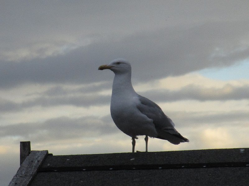2018.06.30 Schottland Lossiemouth (1494).JPG